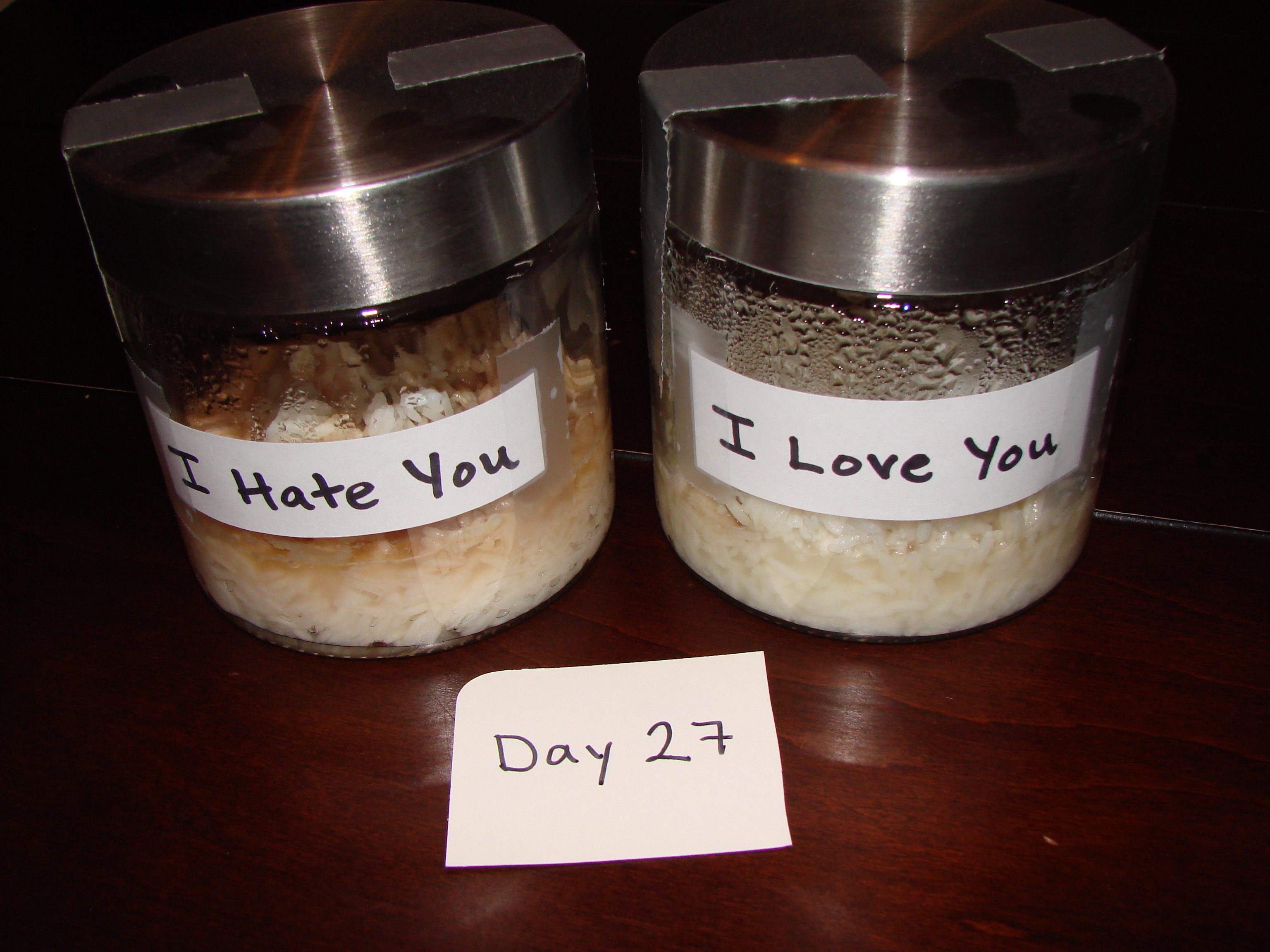 rice water experiment masaru emoto